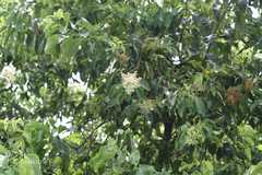 Ehretia acuminata